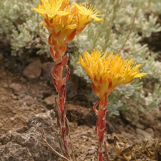 Sedum lanceolatum Staniste