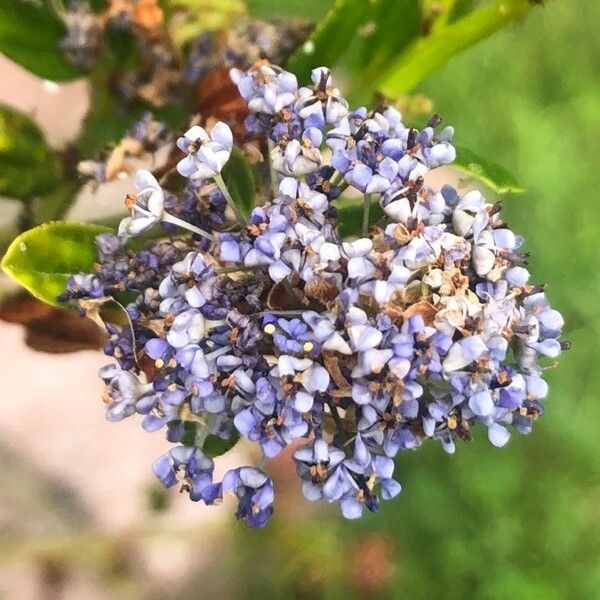 Ceanothus arboreus 花