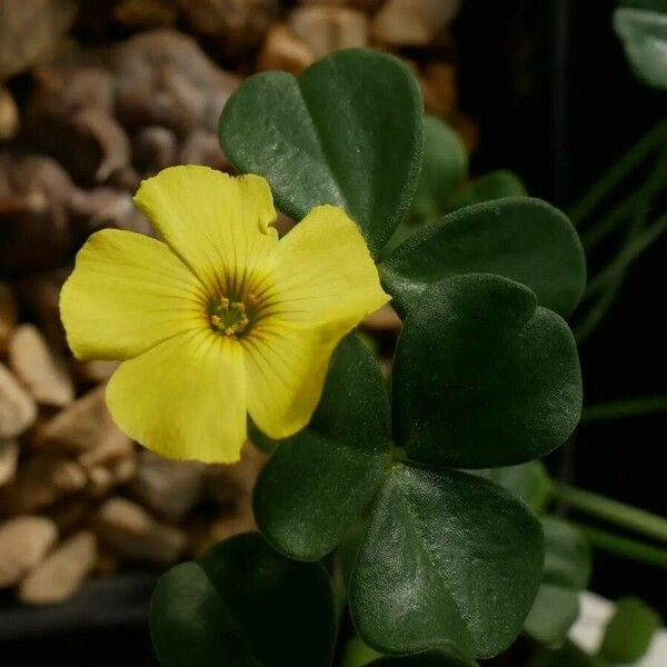 Oxalis pes-caprae Fiore