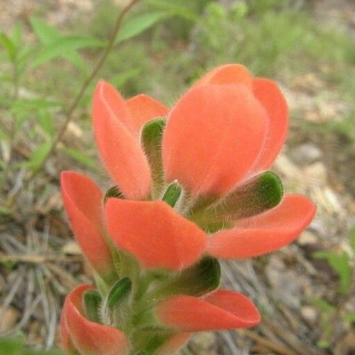 Castilleja nervata Blomst