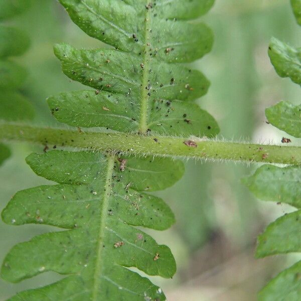 Thelypteris hispidula List