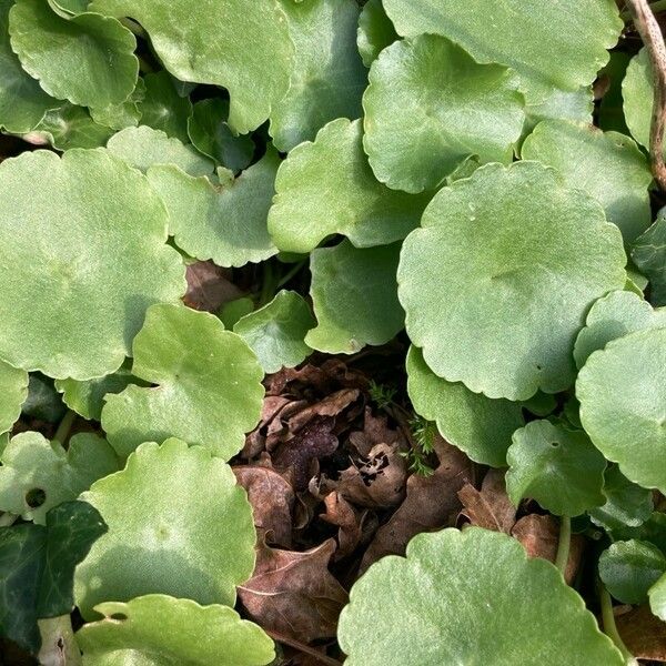 Umbilicus horizontalis Leaf