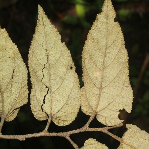 Guazuma ulmifolia Лист