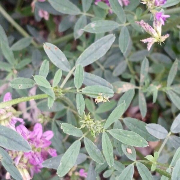 Medicago sativa 葉