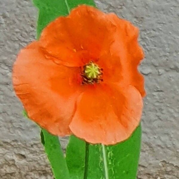 Papaver dubium 花