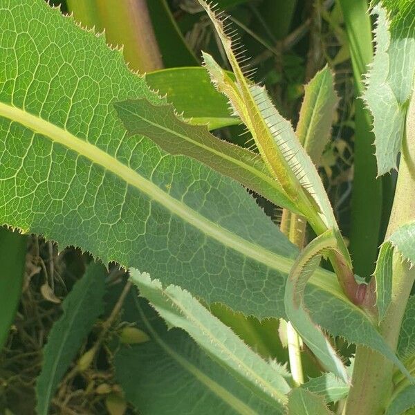 Lactuca virosa Leaf