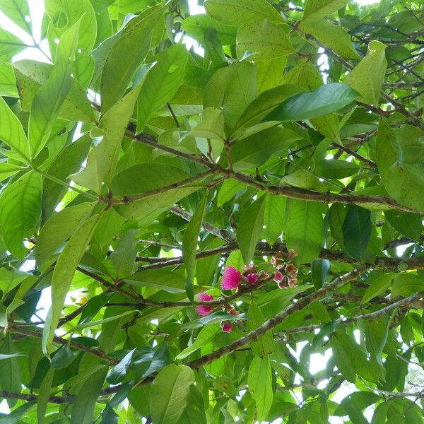 Syzygium malaccense Blomst