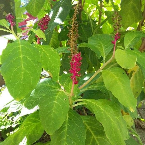 Phytolacca acinosa Ліст