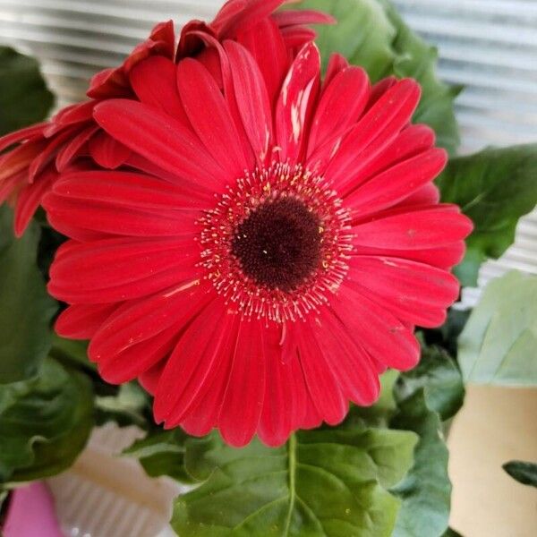 Gerbera spp. Flower