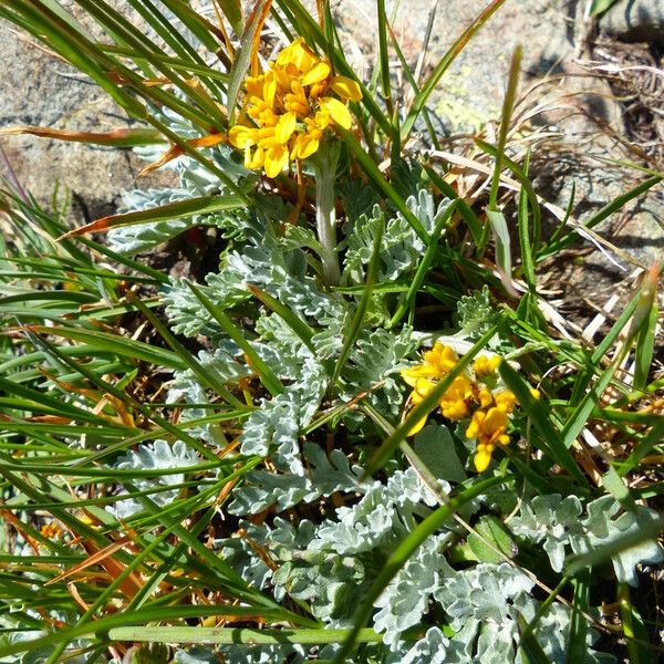 Jacobaea incana Flor