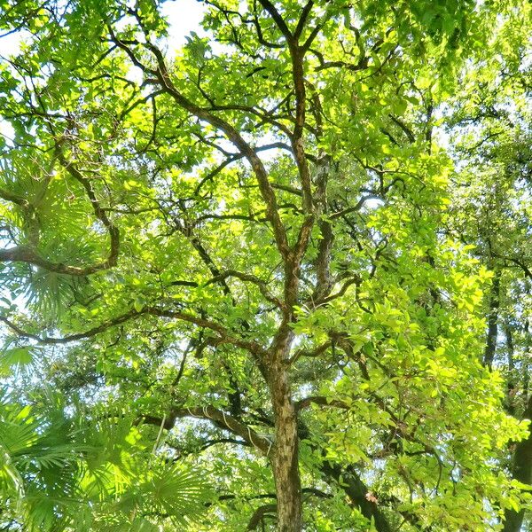 Diospyros kaki Habit