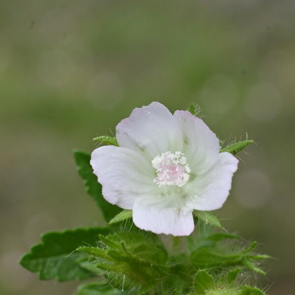 Malva setigera Fleur