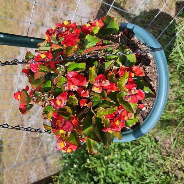 Begonia cucullata Květ