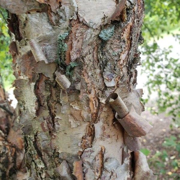 Betula nigra Bark