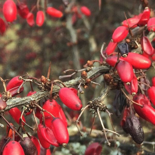 Berberis thunbergii 果