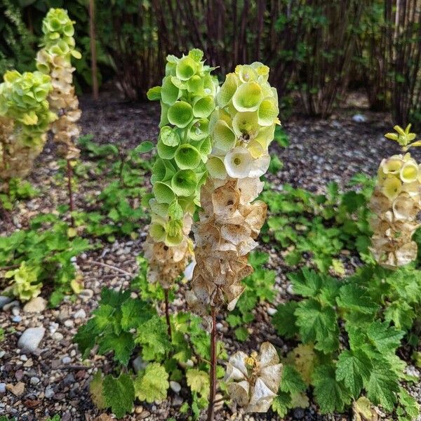 Moluccella laevis Flower