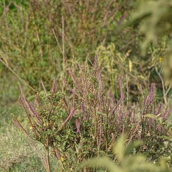 Achyranthes aspera Buveinė