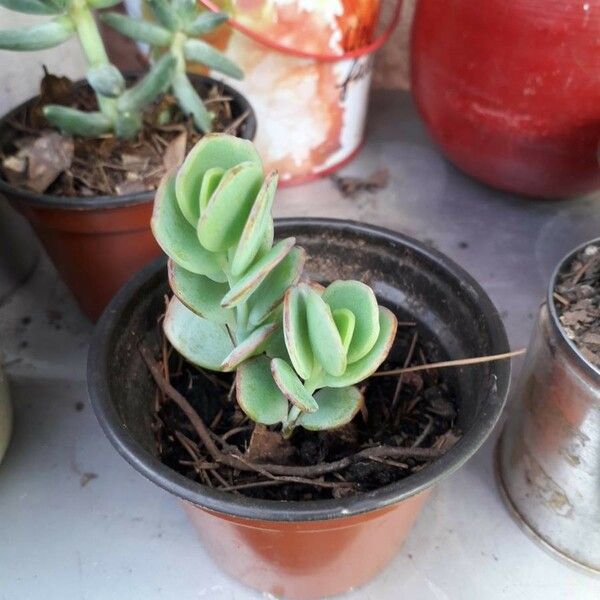 Kalanchoe marnieriana Leaf