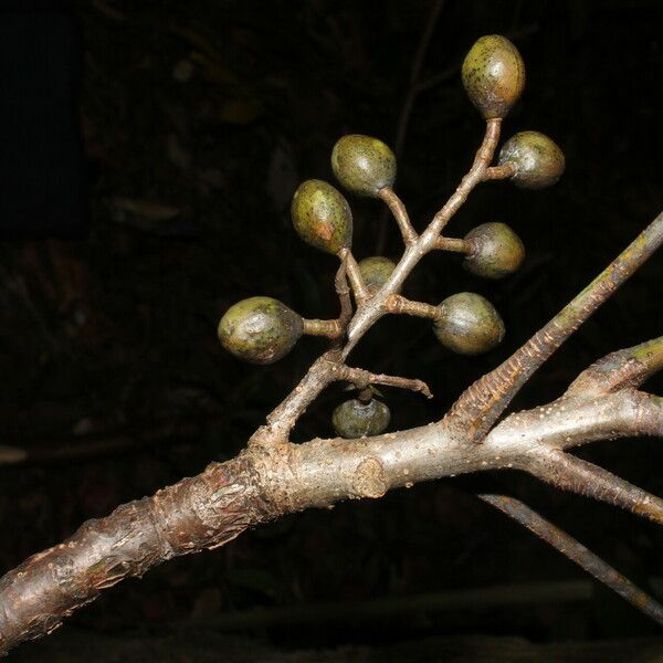 Bursera simaruba Fruit