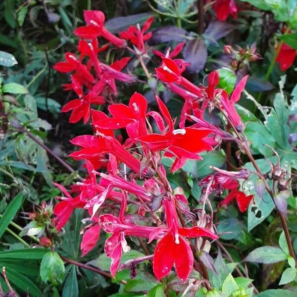 Lobelia cardinalis Flor
