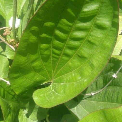 Aquarius cordifolius Leaf