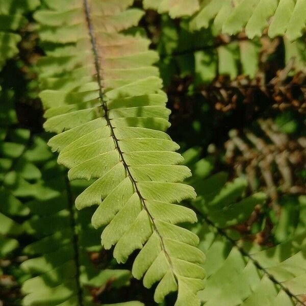 Adiantum pedatum 葉