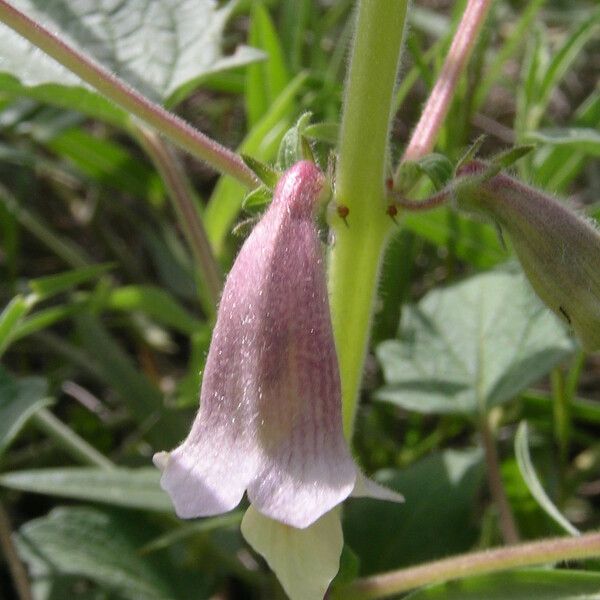 Sesamum sesamoides Blomst