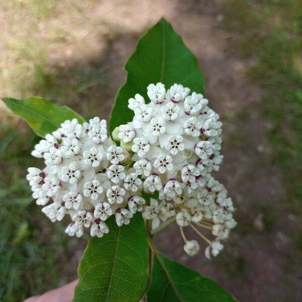 Asclepias variegata Flower