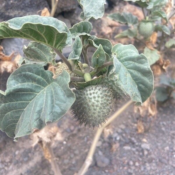 Datura innoxia Froito