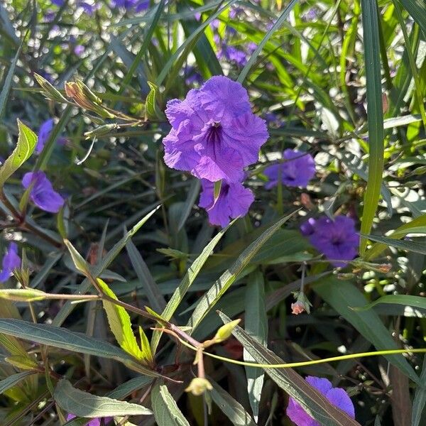 Ruellia simplex Çiçek