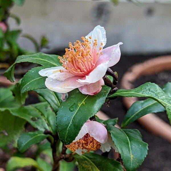 Camellia sinensis Blüte