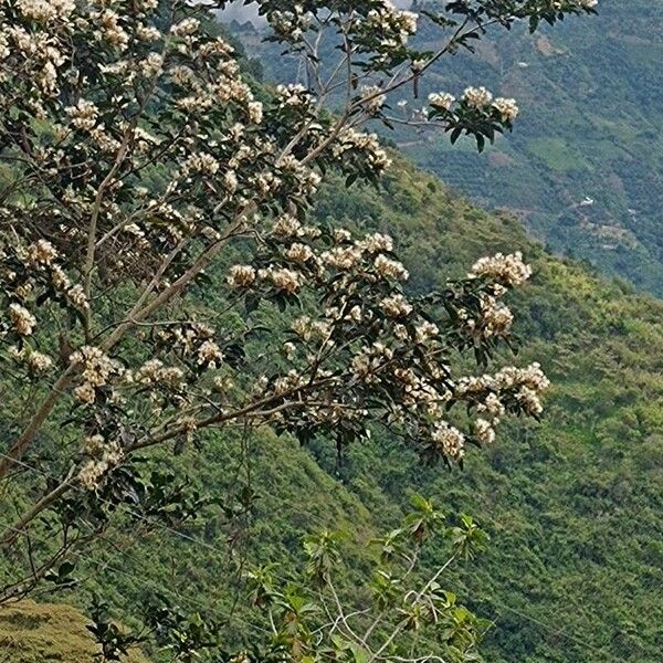 Cordia alliodora Fiore