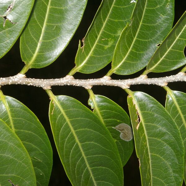 Margaritaria nobilis Leaf