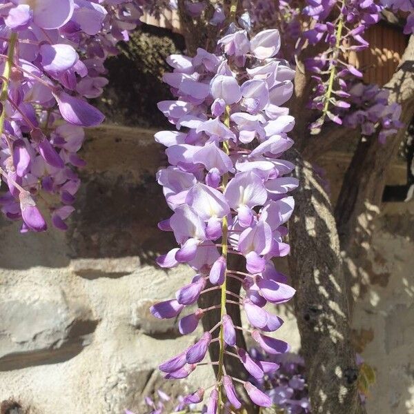 Wisteria sinensis Blüte