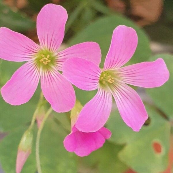 Oxalis violacea Blodyn