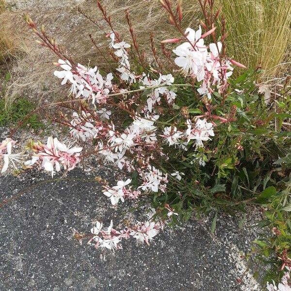 Oenothera lindheimeri Blüte