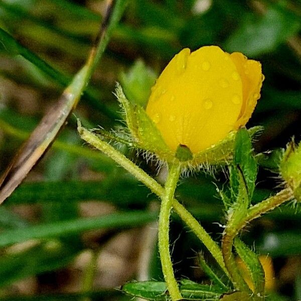 Potentilla thuringiaca Blomst