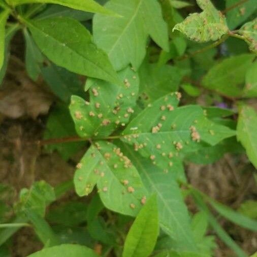 Toxicodendron radicans 葉