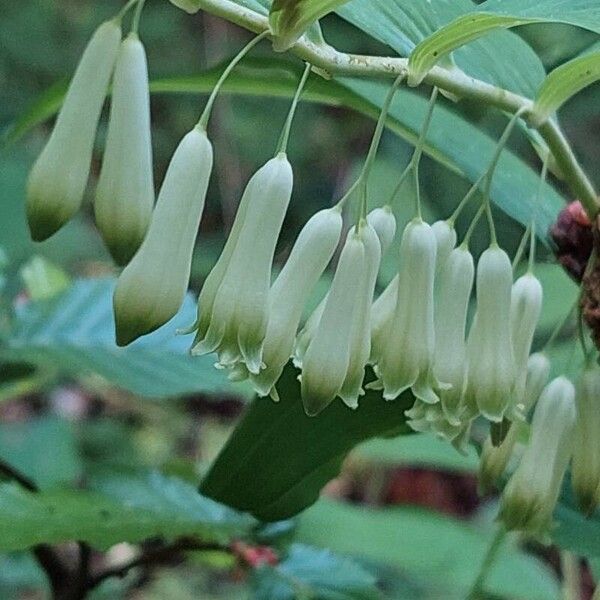 Polygonatum multiflorum Цветок