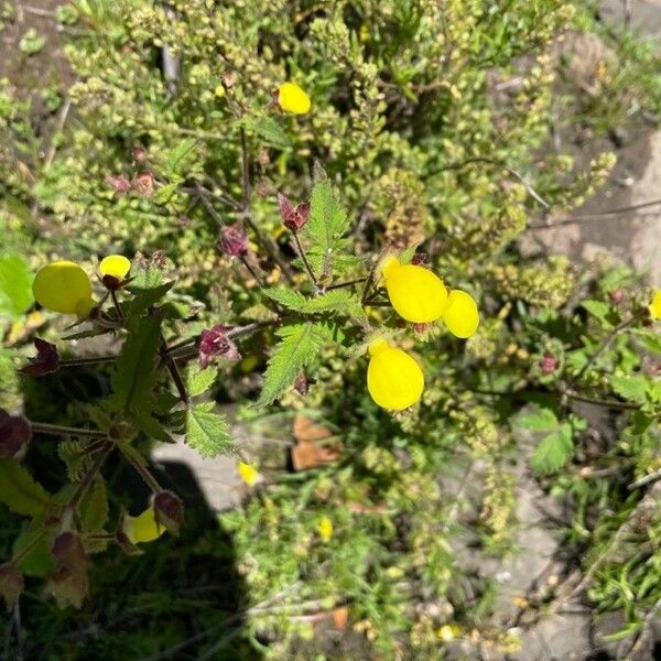 Calceolaria tripartita ᱵᱟᱦᱟ