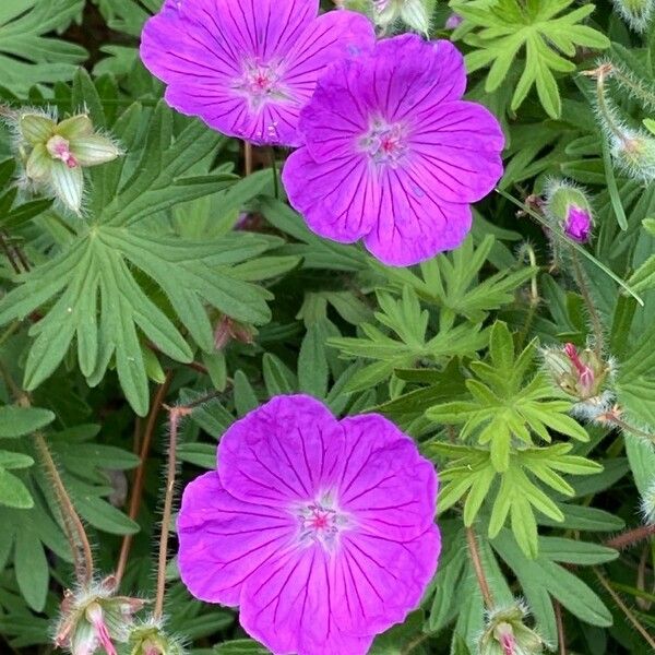 Geranium sanguineum Flower