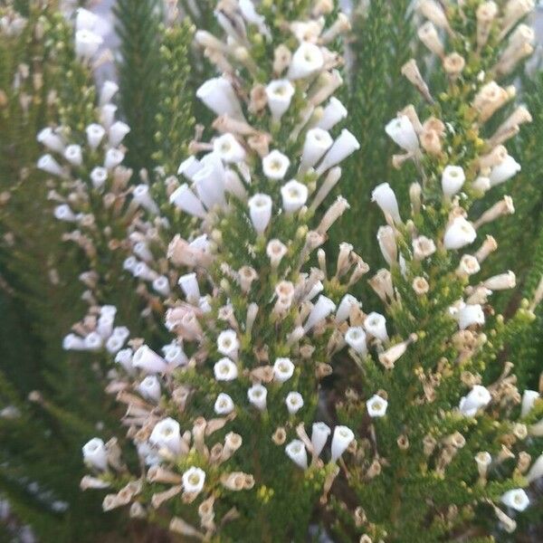 Fabiana imbricata Flower