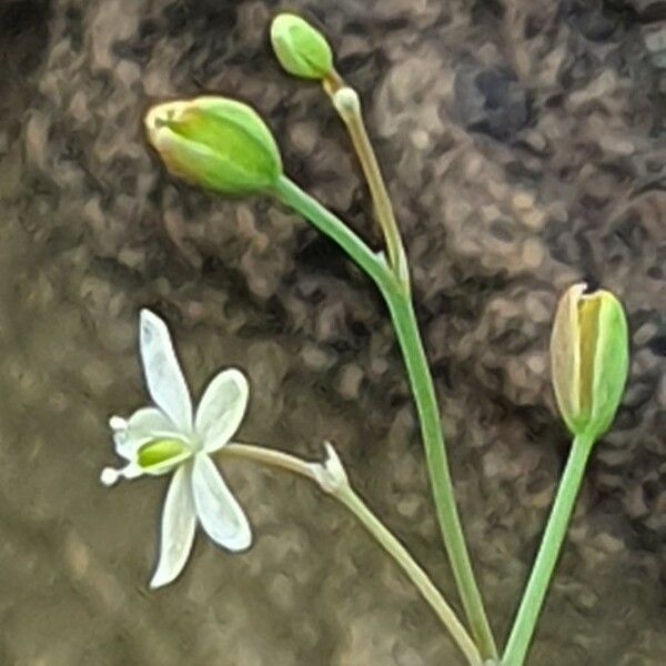 Paramollugo nudicaulis 花