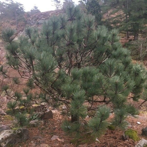 Pinus hartwegii Habit