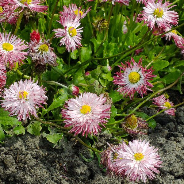 Bellis sylvestris Hábito