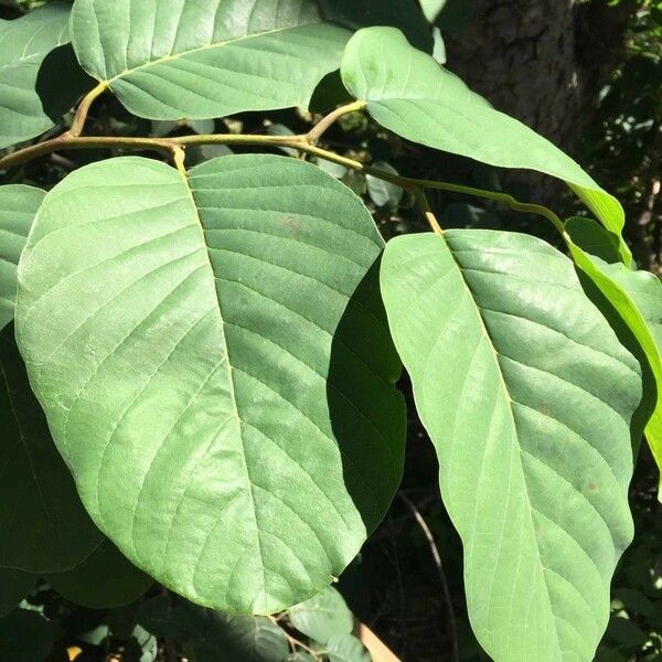 Annona senegalensis Frunză