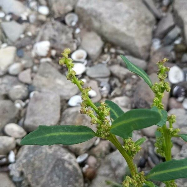 Oxybasis glauca Žiedas