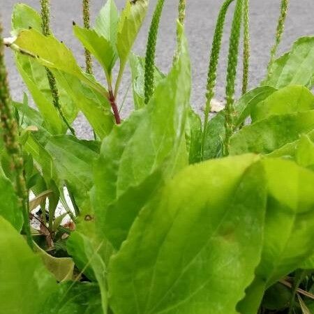 Plantago rugelii Flower