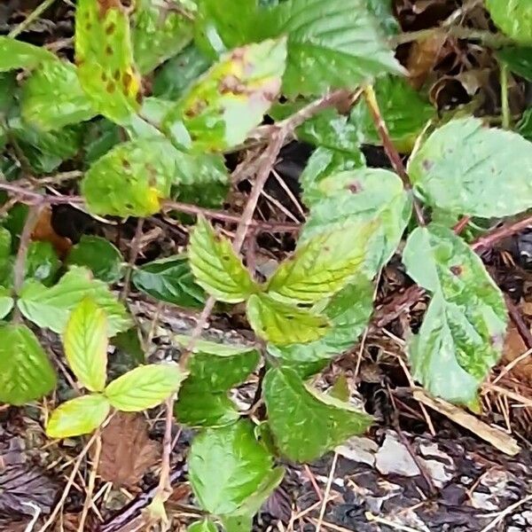 Rubus fruticosus 形態