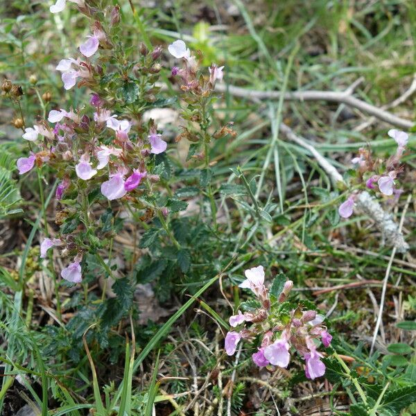 Teucrium chamaedrys പുഷ്പം